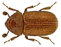 Ernoporus tiliae