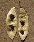 open seed pod