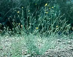 Eschscholzia minutiflora subsp. minutiflora