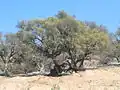 Argan tree near Essaouira