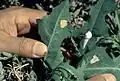 Adult and egg masses