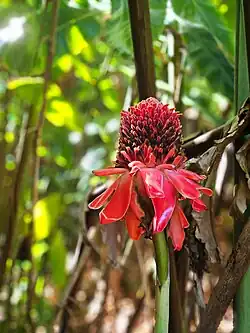 Etlingera elatior (Jack) R.M.Sm. (Maui)