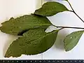 leaves