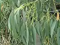 mature leaves and buds