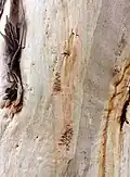 Trunk bark