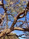 Upper branch bark