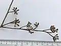 Buds