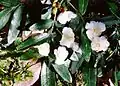Eucryphia moorei, Monga National Park