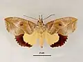 Male, dorsal view