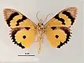 Female, ventral view