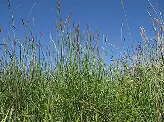 habit