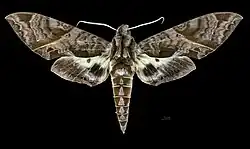 Eumorpha triangulum