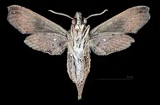 Female ventral