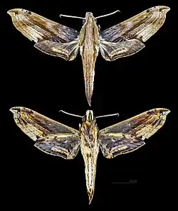 Eupanacra metallica