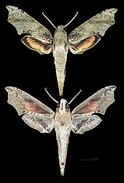 Eupanacra splendens