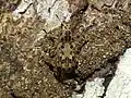 Euparius polius, Panamá