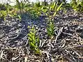 Specimens resprouting after previously being mulched