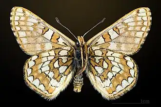 Male underside
