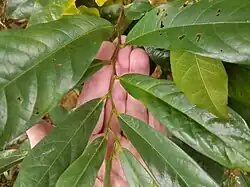 "Zig zag" twigs