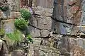 On the nest in Deerness, Orkney