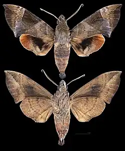 Eurypteryx alleni