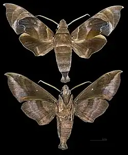 Eurypteryx bhaga