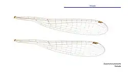 Female wings