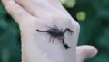 Handling the scorpion