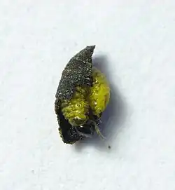Exema, larva