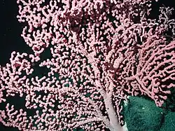 Paragorgia arborea, a paragorgiid