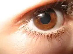 Eye_See_You_(2346693372).jpg