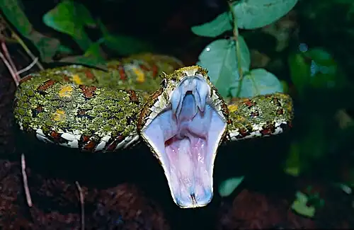Eyelash Viper (Bothriechis schlegelii) female threat display (captive specimen)