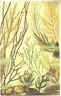 Aquatic Botany 1906 Artist rendition Desmarestia aculeata - figure 13a/b