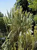 Growth habit of Fabiana imbricata, showing similarity to that of the Erica arborea.