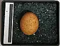 Egg, Collection Museum Wiesbaden