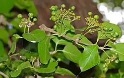 Canthium armatum