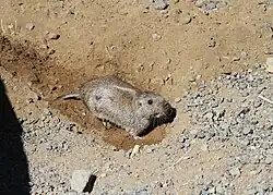 Brown rodent