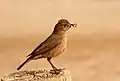 O. f. galtoni with termite prey