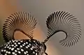 Rhipicera carinata - antennae