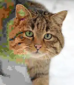 The same image with a uniform 90% quality JPEG compression