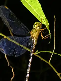 Female