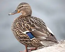 Adult female