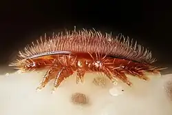 Adult female in frontal view