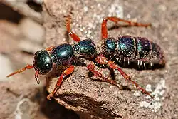 Blue ant female with damaged antennae