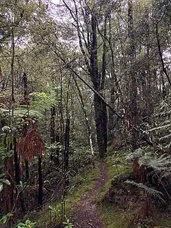 Forest track