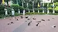 Feral cats at Maçka Park, Istanbul