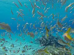Underwater