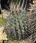 F. e. subsp. rectispinus cultivated in San Diego