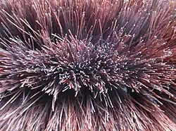 Bark fiber