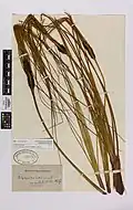 Herbarium specimen
